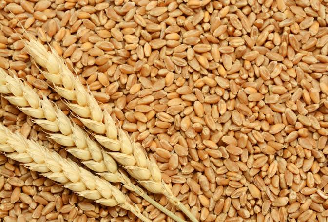 NFSR is bridging the supply and demand gap of wheat by various strategies