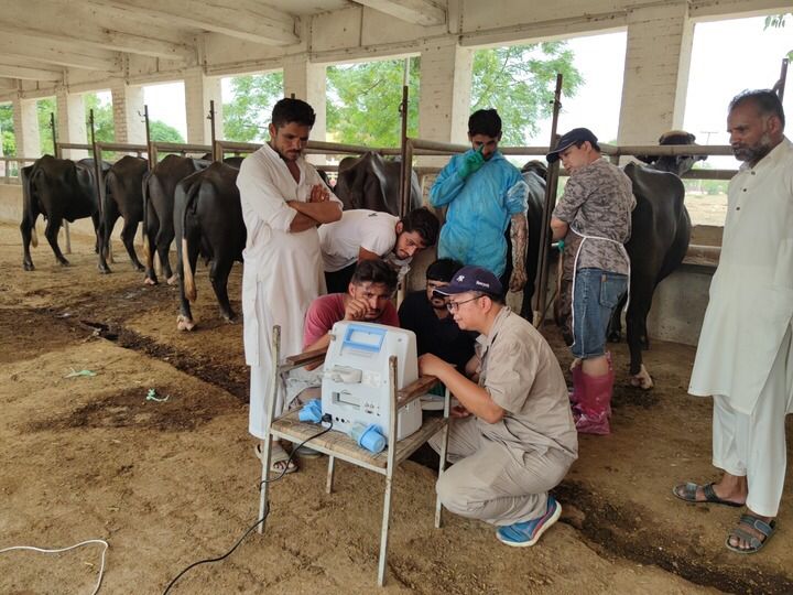 China,Pakistan enhance buffalo research