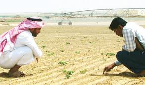 Why are KSA, UAE investing in agri-livestock?