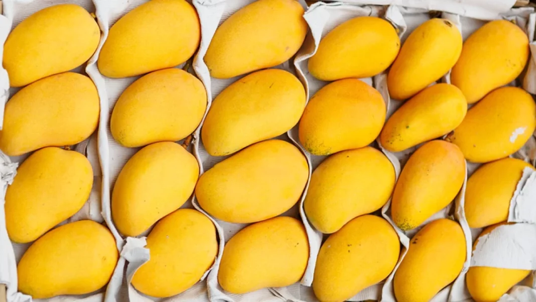 Pakistani mangoes carve out a niche at Urumqi expo