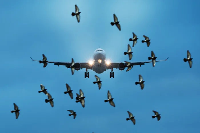 Pigeon Flying - A Serious Hazard to Flight Operations